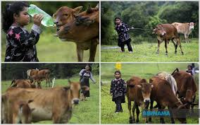 Peribahasa melayu yang paling popular setiap hari. Bernama Kasih Dan Lembu Bagai Isi Dengan Kuku