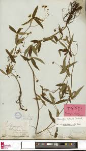 Image result for Eriosema rhynchosioides