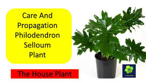 Once a week or when soi Care Propagation Of Philodendron Selloum Hope Plant Youtube