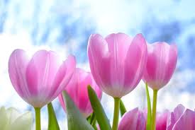 Image result for spring flowers