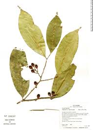 Image result for Maytenus