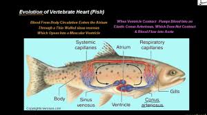 A fish's heart has four chambers. Evolution Of Vertebrate Heart Fish Biology Lecture Sabaq Pk Youtube