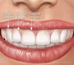 As the name states, these fangs just slip over your teeth, and you're able to take them off whenever you please. When Permanent Teeth Do Not Grow