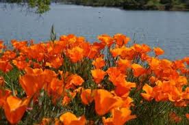 Maybe you would like to learn more about one of these? Oak Shores Day Use Area Ca Lake Berryessa Recreation Gov