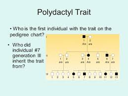 Example Of Trait Albinism Ppt Video Online Download
