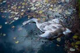 Ptasią wiele szczepów wirusa grypy typu a h5n1, znanej również jako ptasia grypa, wykazało oporność na. U8vwrtccljim0m