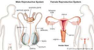Browse 22,080 female body organs stock photos and images available, or start a new search to explore more stock photos and images. Reproductive System Kids Britannica Kids Homework Help