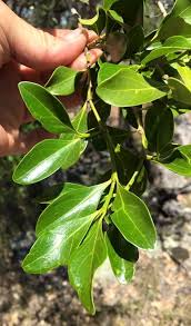 Image result for Psydrax