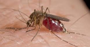 Call all bugs (07)3324 0111. Pest Control Craig Sons Termite Pest Control