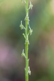 Image result for Liparis killmanniae