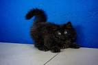 Black ragdoll kitten for sale - May 2020 - NewsNow