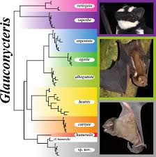This image show the beautiful bat species iniumbaha superba/i. Multilocus Phylogeny And Species Delimitation Within The Genus Glauconycteris Chiroptera Vespertilionidae With The Description Of A New Bat Species From The Tshopo Province Of The Democratic Republic Of The Congo Hassanin