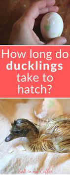 How Long Do Ducklings Take To Hatch Hatching Duck Eggs Ducklings Duck Eggs