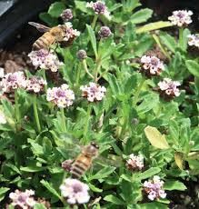 Image result for Lippia woodii