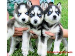 We have decided against selling our puppies to people who don't have any experience with. Contoh Soal Hukum Lavoisier Husky Dog Puppy Price In India