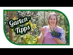 Wann genau können sie die knoblauch knollen aus dem gemüsebeet entnehmen und wie gehen sie dabei am geschicktesten vor? Aussaat Gartentipps Im April Wir Sind Bio Tipps Zum Kohl Anbau Youtube