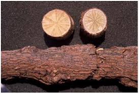 Image result for Cissampelos torulosa