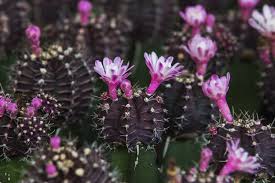 Well you're in luck, because here they come. Common Problems In An Easter Cactus