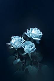 It's much more attractive feature is its dense foliage of fresh green, pinnate leaves. The Legend Of The Blue Rose Owlcation
