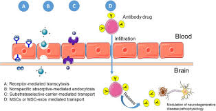Application of mesenchymal stem cells for neurodegenerative diseases  therapy discovery