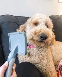 Some possible causes of labrador behavior problems are as follows: Best Brush For A Labradoodle Top 8 Picks 2021 We Love Doodles