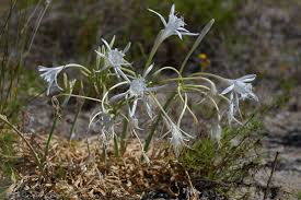 Image result for Trifolium isthmocarpum