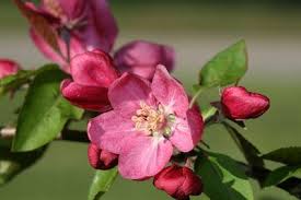 Pin On Flores De Bach