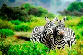 Where to Do a Safari in Kenya: Exploring the Best Wildlife Destinations