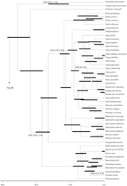 Image result for Wajira grahamiana