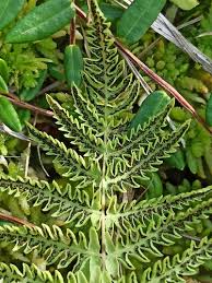 Image result for Thelypteris confluens