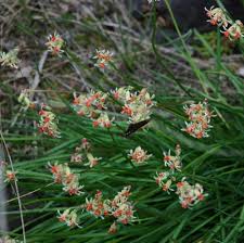 Image result for Tulbaghia alliacea
