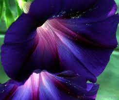 I Will Miss The Colors Of Summer Flower Beauty Morning Glory Beautiful Flowers