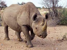 Buy download gallery features news community learn support resources my account sign in. Rhinoceros Habitat Behavior And Diet