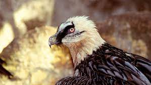 Um die rückkehr zu beschleunigen, wird der lbv in den bayerischen alpen jungtiere auswildern. Bartgeier Artenlexikon Artenschutz Themen Wwf Osterreich Artenschutz Naturschutz Klimaschutz