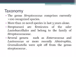 Image result for Group D Streptococcus