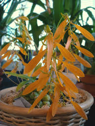 Image result for Bulbophyllum vulcanicum