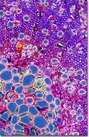 Image result for Pycnospora