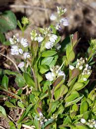 Image result for Polygala usafuensis