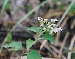 Image result for Aneulophus congoensis