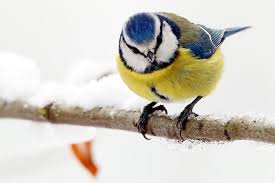 Das ist eine schöne wiese. Tipps Fur Naturfotografie Im Winter Nabu