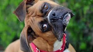 Most dog owners can tell you that the head tilt means a dog is intrigued and experiencing something out of the ordinary. Sound That Makes Dog Tilt Head Left Right Guaranteed Youtube