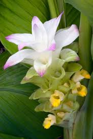 Le Curcuma Bienfaits Etudes Et Posologie Curcuma Curcuma Bienfaits Curcuma Plante
