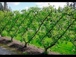 They're especially useful in smaller gardens, as they take advantage of minimal space. One Way To Espalier Your Fruit Trees Youtube