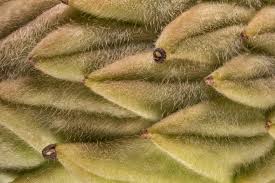 Image result for Strobilurus conigenoides