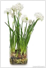 Paper Whites In Bloom Plants Bulb Flowers Growing Bulbs