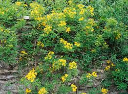 Image result for Senna floribunda