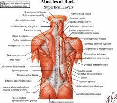 Learning the major muscles of the body doesn't. What Are The Back Muscles Called Quora