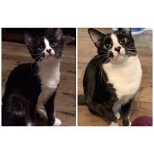 Black And White Tuxedo Cats For Sale Black White Tuxedo Cat Kitten Before After Transformation Year Challenge Glow Up All Grown Up Tuxedo Cat Creepy Cat Gorgeous Cats