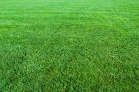 It can be hard to tell when the best time to water your grass is, or how much to water your lawn in general. How To Water Your Lawn Correctly Stewart S Lawn