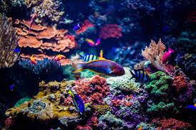 Aquarium Zoo Berlin Reef Tank Fish Pet Zoo